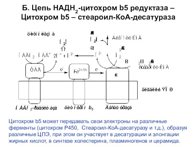 Б. Цепь НАДН2-цитохром b5 редуктаза – Цитохром b5 – стеароил-КоА-десатураза Цитохром