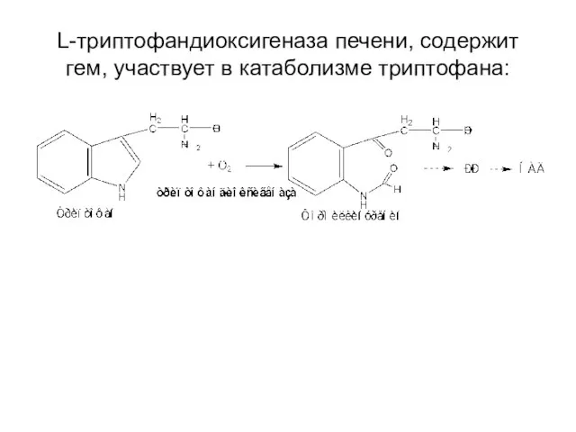 L-триптофандиоксигеназа печени, содержит гем, участвует в катаболизме триптофана: