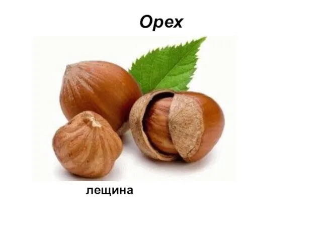 Орех лещина