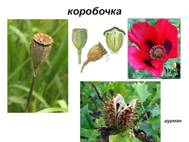 коробочка дурман