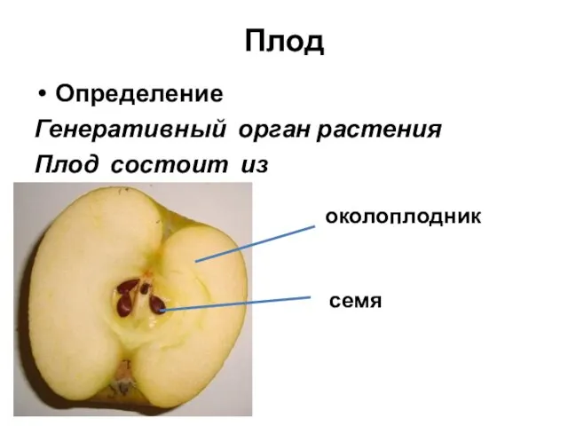 Плод Определение Генеративный орган растения Плод состоит из околоплодник семя