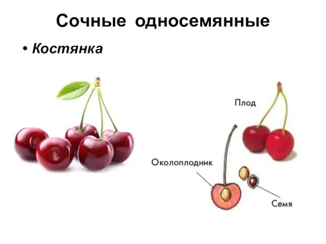 Сочные односемянные Костянка