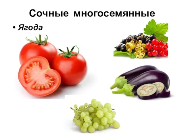 Сочные многосемянные Ягода