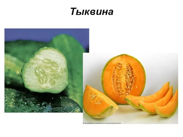 Тыквина