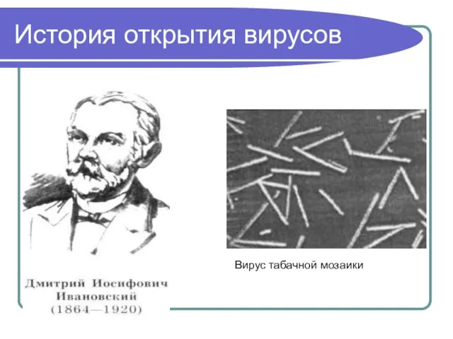 История открытия вирусов Вирус табачной мозаики