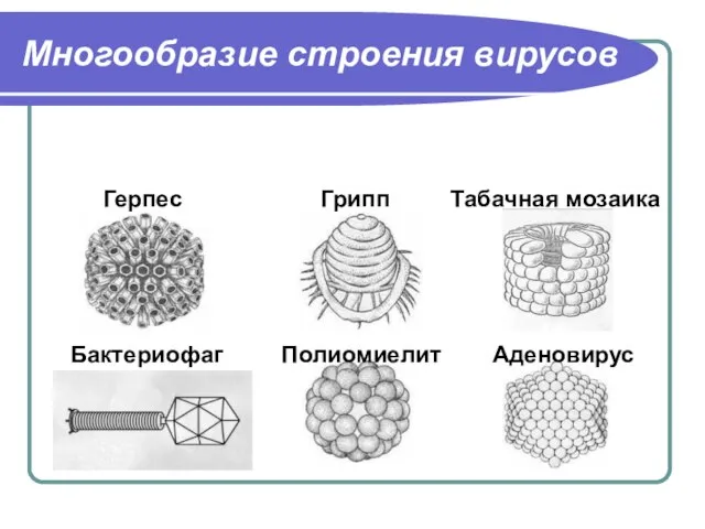 Многообразие строения вирусов Герпес Грипп Табачная мозаика Бактериофаг Полиомиелит Аденовирус