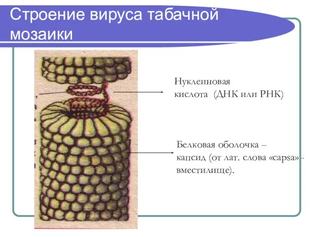 Строение вируса табачной мозаики Нуклеиновая кислота (ДНК или РНК) Белковая оболочка