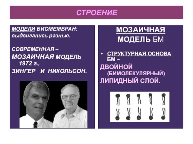 СТРОЕНИЕ МОДЕЛИ БИОМЕМБРАН: выдвигались разные. СОВРЕМЕННАЯ – МОЗАИЧНАЯ МОДЕЛЬ 1972 г.,