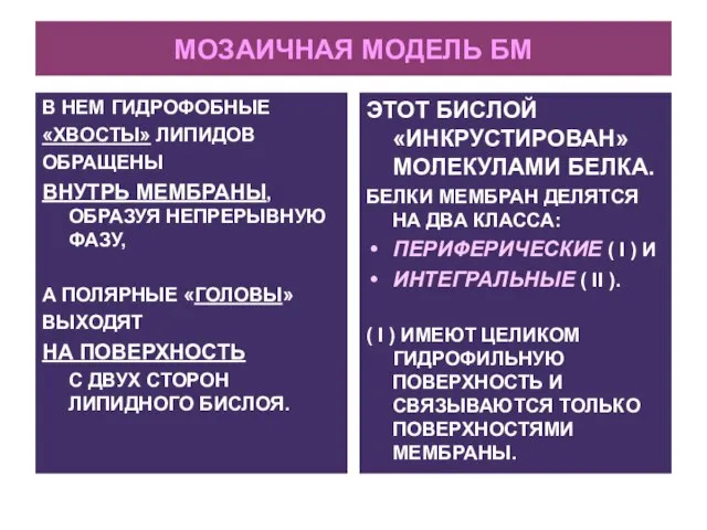 МОЗАИЧНАЯ МОДЕЛЬ БМ В НЕМ ГИДРОФОБНЫЕ «ХВОСТЫ» ЛИПИДОВ ОБРАЩЕНЫ ВНУТРЬ МЕМБРАНЫ,