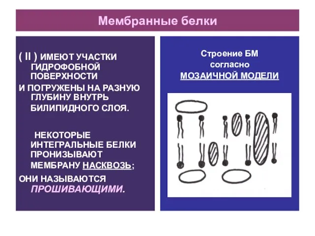 Мембранные белки ( II ) ИМЕЮТ УЧАСТКИ ГИДРОФОБНОЙ ПОВЕРХНОСТИ И ПОГРУЖЕНЫ