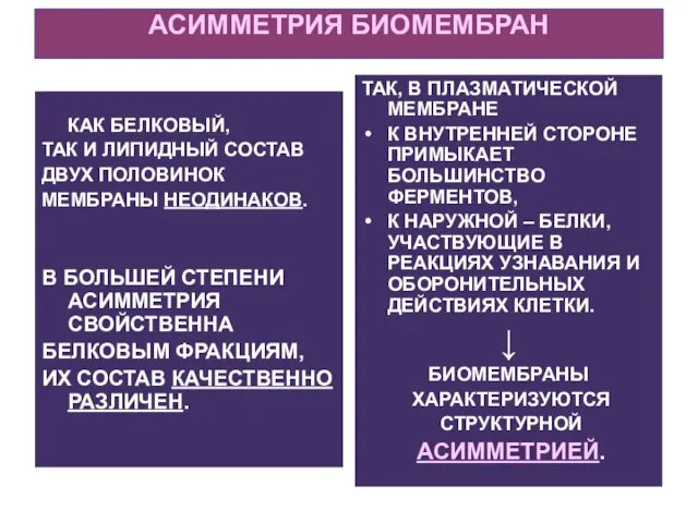 АСИММЕТРИЯ БИОМЕМБРАН КАК БЕЛКОВЫЙ, ТАК И ЛИПИДНЫЙ СОСТАВ ДВУХ ПОЛОВИНОК МЕМБРАНЫ