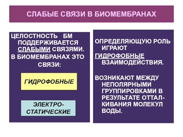 СЛАБЫЕ СВЯЗИ В БИОМЕМБРАНАХ ЦЕЛОСТНОСТЬ БМ ПОДДЕРЖИВАЕТСЯ СЛАБЫМИ СВЯЗЯМИ. В БИОМЕМБРАНАХ