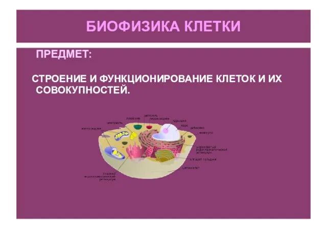 БИОФИЗИКА КЛЕТКИ ПРЕДМЕТ: СТРОЕНИЕ И ФУНКЦИОНИРОВАНИЕ КЛЕТОК И ИХ СОВОКУПНОСТЕЙ.