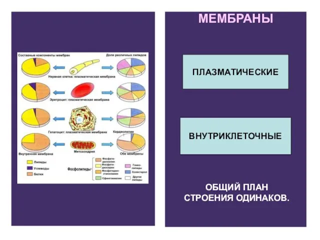 МЕМБРАНЫ ПЛАЗМАТИЧЕСКИЕ ВНУТРИКЛЕТОЧНЫЕ ОБЩИЙ ПЛАН СТРОЕНИЯ ОДИНАКОВ.