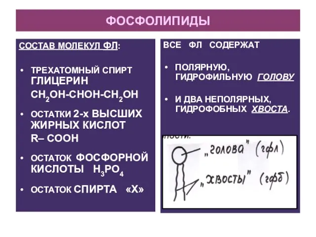 ФОСФОЛИПИДЫ СОСТАВ МОЛЕКУЛ ФЛ: ТРЕХАТОМНЫЙ СПИРТ ГЛИЦЕРИН CH2OH-CHOH-CH2OH ОСТАТКИ 2-х ВЫСШИХ