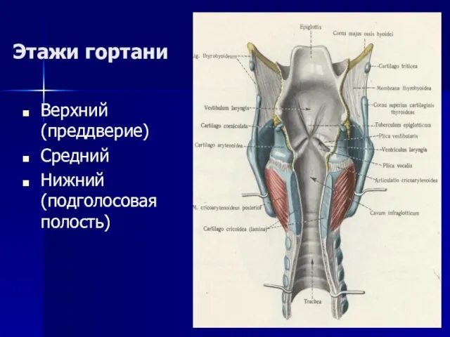 Этажи гортани Верхний (преддверие) Средний Нижний (подголосовая полость)