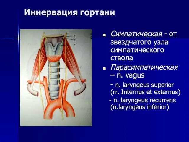 Иннервация гортани Симпатическая - от звездчатого узла симпатического ствола Парасимпатическая –