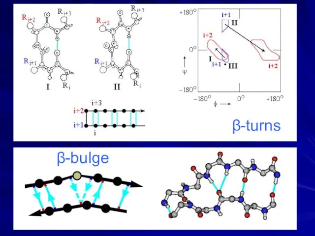 β-turns β-bulge