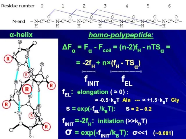 α-helix homo-polypeptide: ΔFα = Fα - Fcoil = (n-2)fH - nTSα