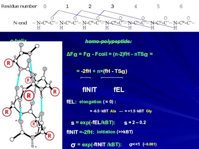 α-helix homo-polypeptide: ΔFα = Fα - Fcoil = (n-2)fH - nTSα