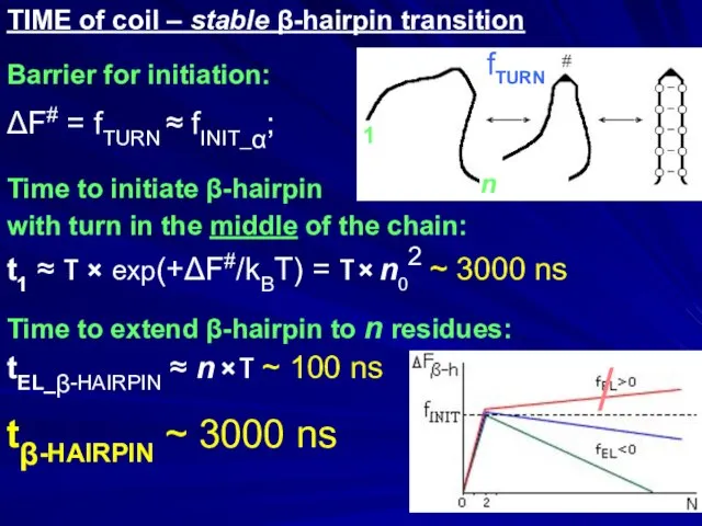 TIME of coil – stable β-hairpin transition Barrier for initiation: ΔF#