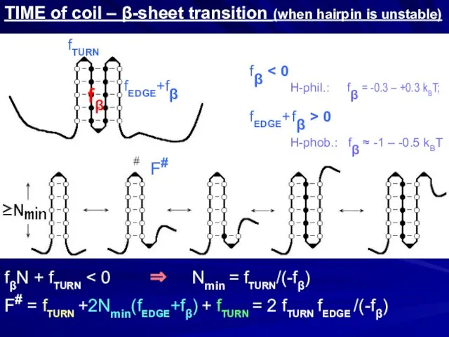 TIME of coil – β-sheet transition (when hairpin is unstable) fβ