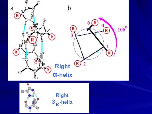 Right α-helix Right 310-helix