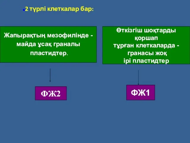 Жапырақтың мезофилінде - майда ұсақ граналы пластидтер. Өткізгіш шоқтарды қоршап тұрған