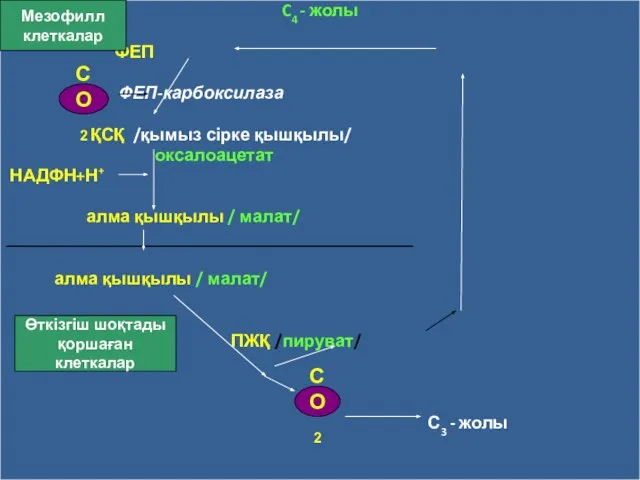 C4 - жолы ФЕП ФЕП-карбоксилаза ҚСҚ /қымыз сірке қышқылы/ оксалоацетат НАДФН+Н+