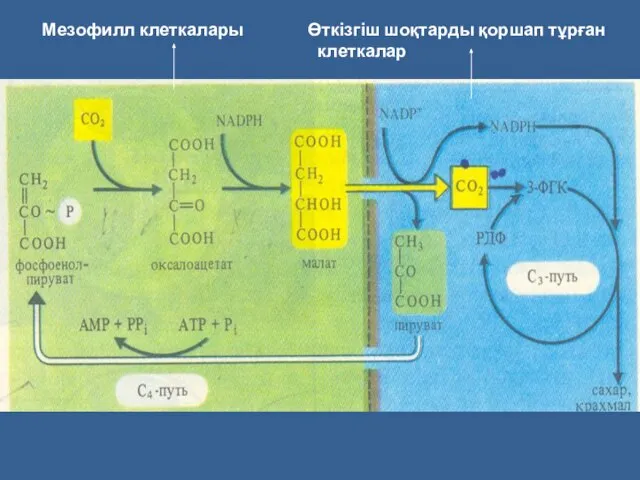 Мезофилл клеткалары Өткізгіш шоқтарды қоршап тұрған клеткалар