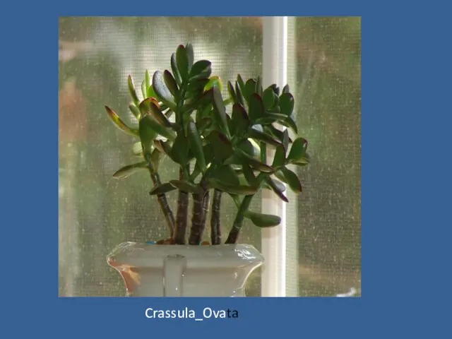 Crassula_Ovata