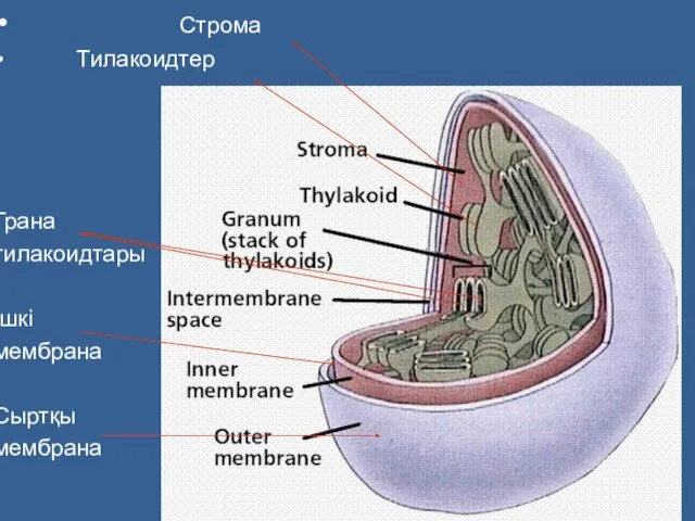 Строма Тилакоидтер Грана тилакоидтары Ішкі мембрана Сыртқы мембрана