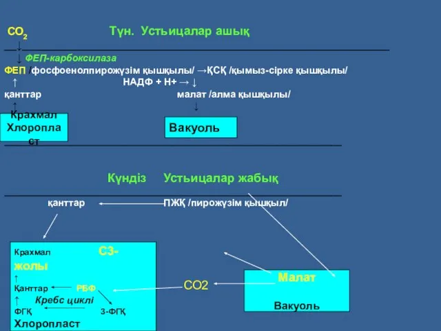 СО2 Түн. Устьицалар ашық __↓____________________________________________________________ ↓ ФЕП-карбоксилаза ФЕП /фосфоенолпирожүзім қышқылы/ →ҚСҚ