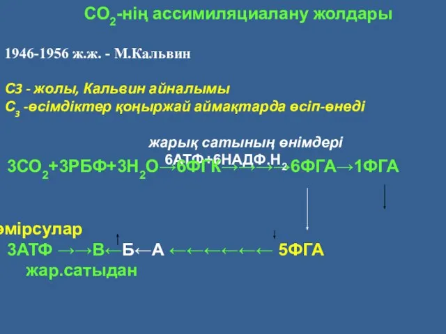 1946-1956 ж.ж. - М.Кальвин С3 - жолы, Кальвин айналымы С3 -өсімдіктер