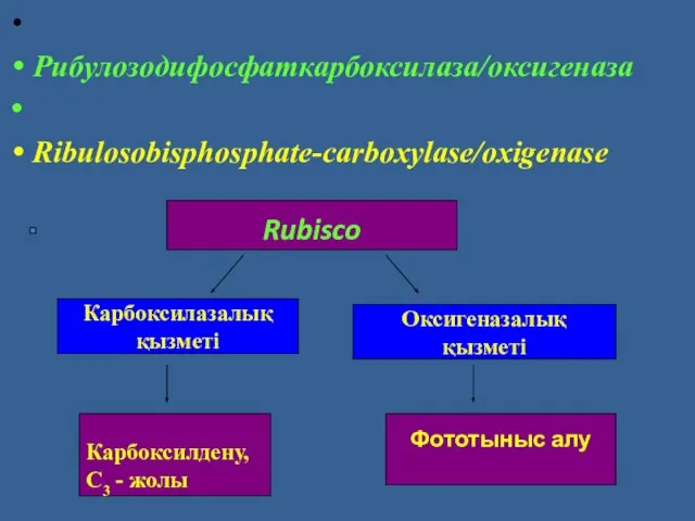 Рибулозодифосфаткарбоксилаза/оксигеназа Ribulosobisphosphate-carboxylase/охigenase Rubisco Карбоксилазалық қызметі Оксигеназалық қызметі Карбоксилдену, С3 - жолы Фототыныс алу