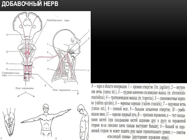 ДОБАВОЧНЫЙ НЕРВ