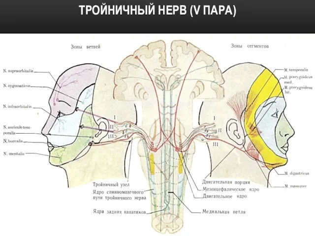 ТРОЙНИЧНЫЙ НЕРВ (V ПАРА)