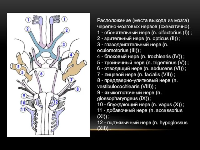 Расположение (места выхода из мозга) черепно-мозговых нервов (схематично). 1 - обонятельный
