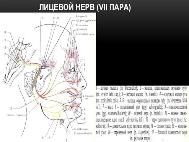 ЛИЦЕВОЙ НЕРВ (VII ПАРА)