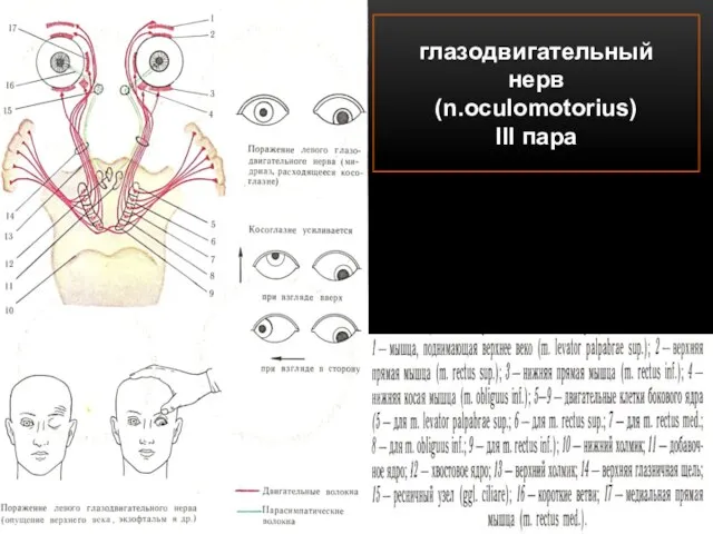 глазодвигательный нерв (n.oculomotorius) III пара