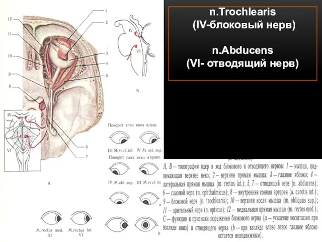n.Trochlearis (IV-блоковый нерв) n.Abducens (VI- отводящий нерв)
