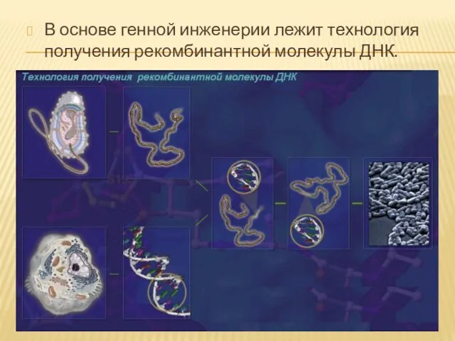 В основе генной инженерии лежит технология получения рекомбинантной молекулы ДНК.