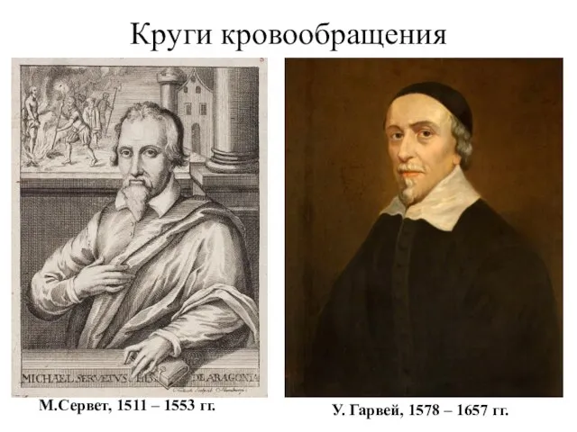 Круги кровообращения М.Сервет, 1511 – 1553 гг. У. Гарвей, 1578 – 1657 гг.