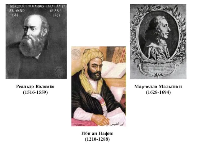 Реальдо Коломбо (1516-1559) Марчелло Мальпиги (1628-1694) Ибн ан Нафис (1210-1288)