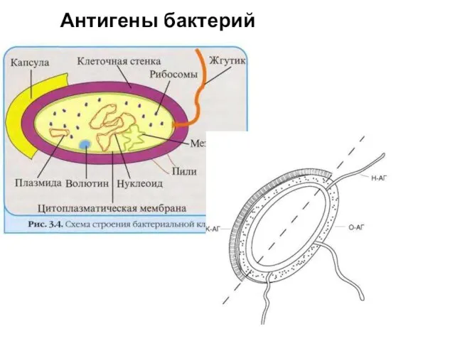 Антигены бактерий