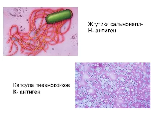 Капсула пневмококков К- антиген Жгутики сальмонелл- Н- антиген