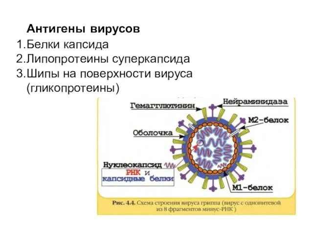 Антигены вирусов Белки капсида Липопротеины суперкапсида Шипы на поверхности вируса (гликопротеины)