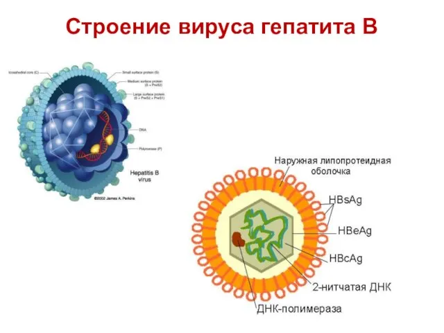 Строение вируса гепатита В