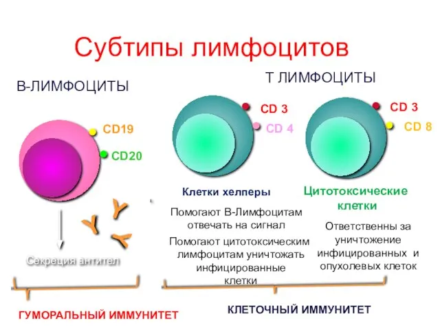 Субтипы лимфоцитов B-ЛИМФОЦИТЫ Ответственны за уничтожение инфицированных и опухолевых клеток T ЛИМФОЦИТЫ