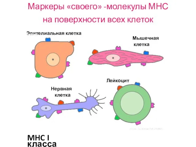 Маркеры «своего» -молекулы МНС на поверхности всех клеток Мышечная клетка Нервная